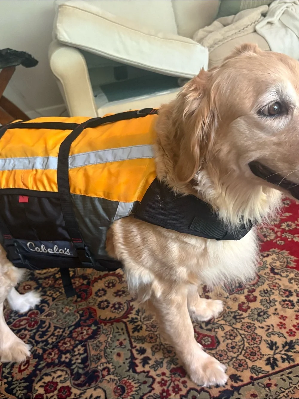 Life Vest / PFD for dogs